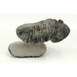 trilobites phacops vista 2