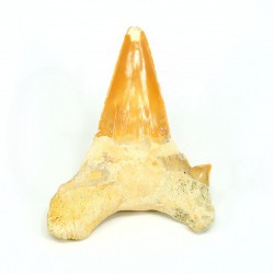 diente tiburon fosil