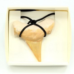 colgante diente tiburon fosil