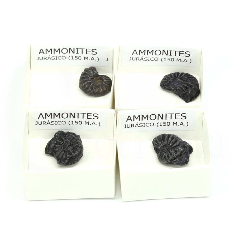 fosil ammonites