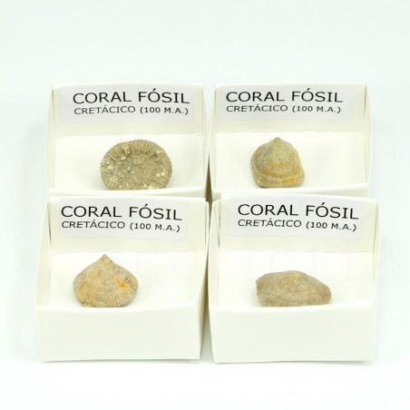 coral fosil