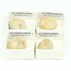 fosil echinolampa