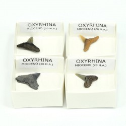 fosil oxyrhina