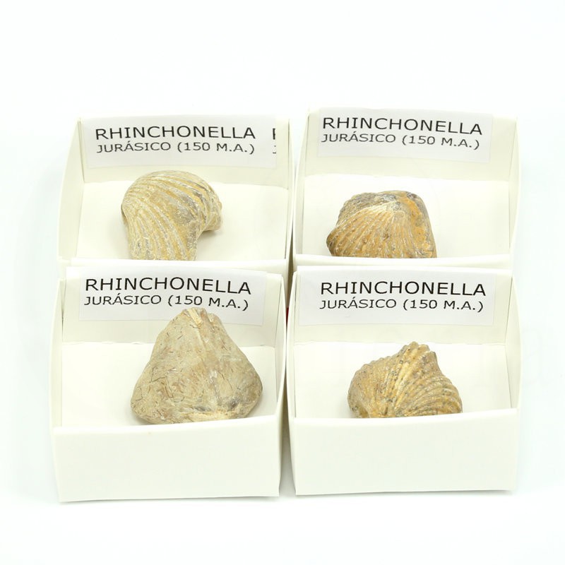 fosil rhinchonella