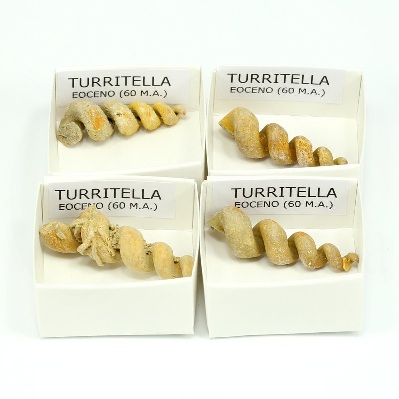 fosil turritella fosil turritella