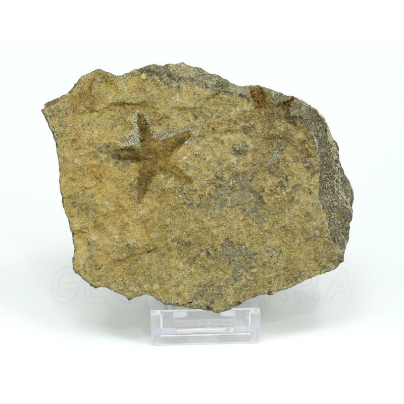 estrella fosil