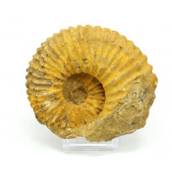 ammonites fosil limonita