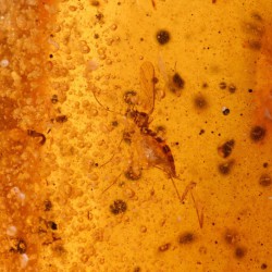 ambar insectos polen fosil