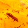 ambar insectos fosil