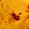 ambar fosil abeja y hormiga
