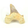 diente tiburon fosil