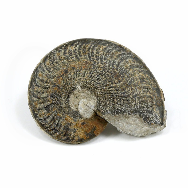 ammonites fosil piritizado