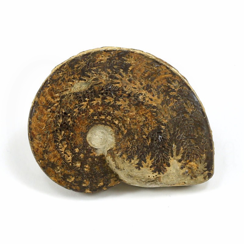 ammonites fosil piritizado