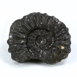 ammonites fosil peru