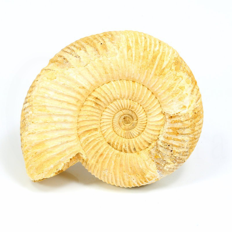 ammonites fosil