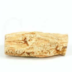 xilopalo madera fosilizada