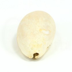 siphocypraea problematica fosil