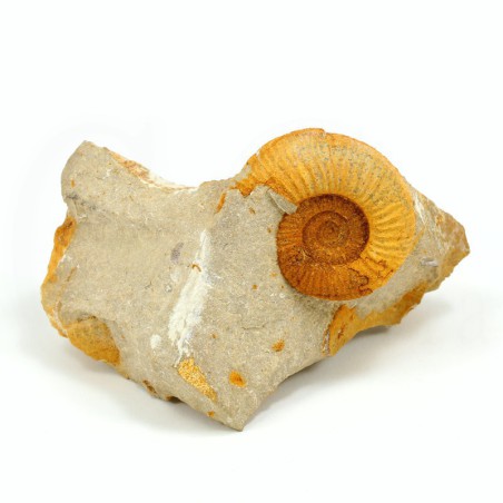 ammonites perisphinctes fosil