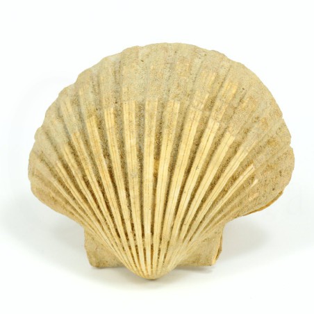 Pecten jacobeus fosil