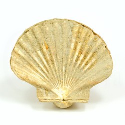 Pecten jacobeus fosil