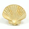 Pecten jacobeus fosil