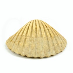 Pecten jacobeus fosil