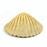 Pecten jacobeus fosil