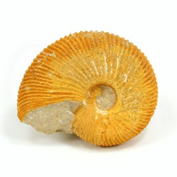 ammonites macrocephalites fosil