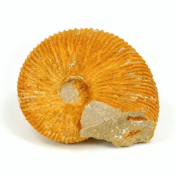 ammonites macrocephalites fosil