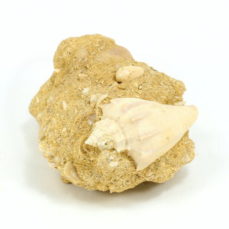voluta fosil