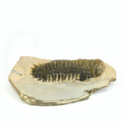 fosil trilobites