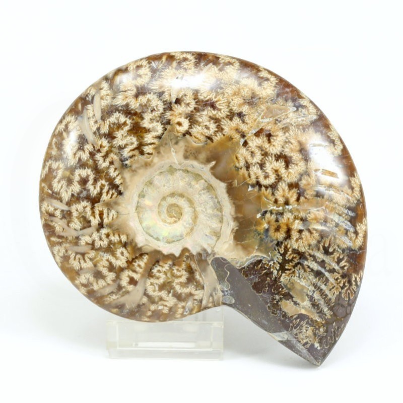 ammonites fosil