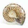 ammonites fosil