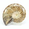 ammonites fosil