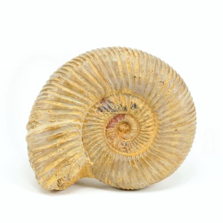 ammonites fosil