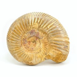 ammonites fosil