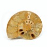 ammonites fosil seccion