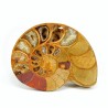 ammonites fosil seccion