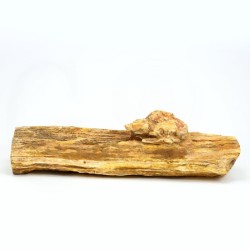xilopalo madera fosilizada