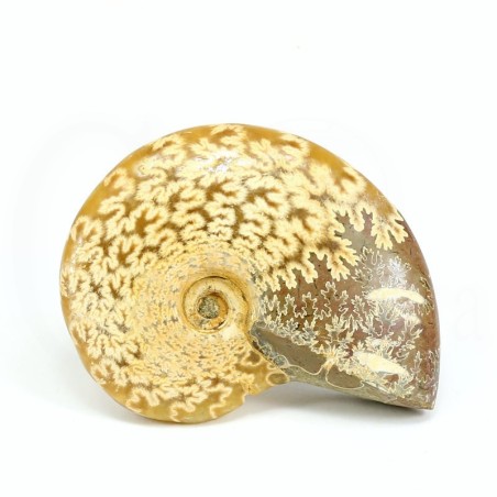 ammonites fosil