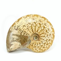 ammonites fosil