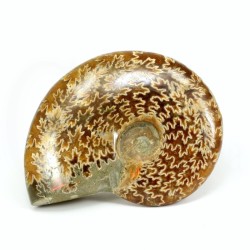 ammonites fosil