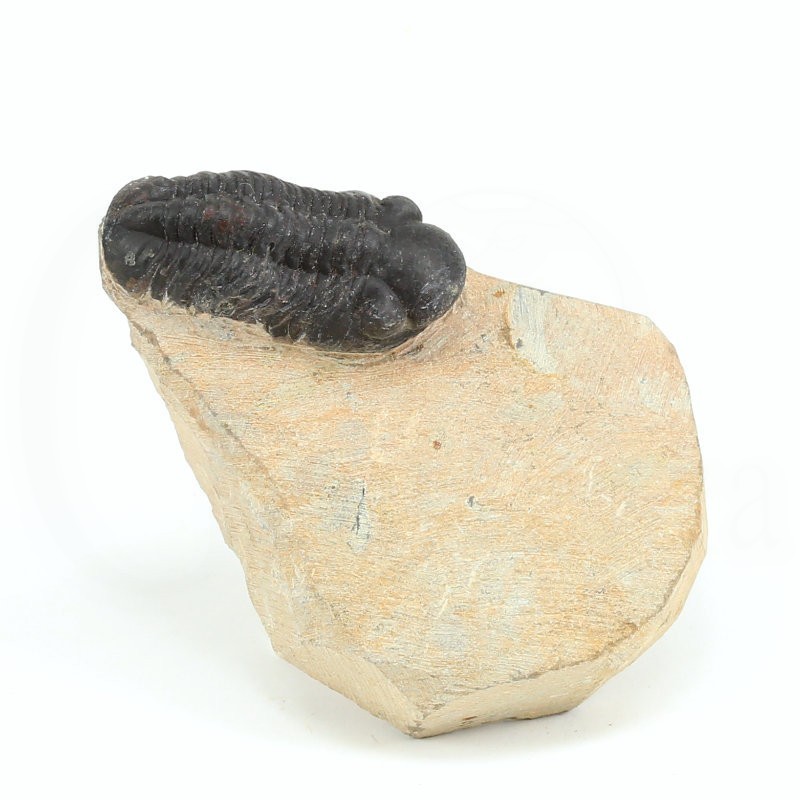 trilobites fosil