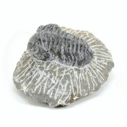 trilobites fosil
