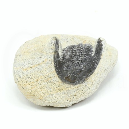 trilobites fosil