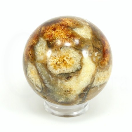 esfera ammonites
