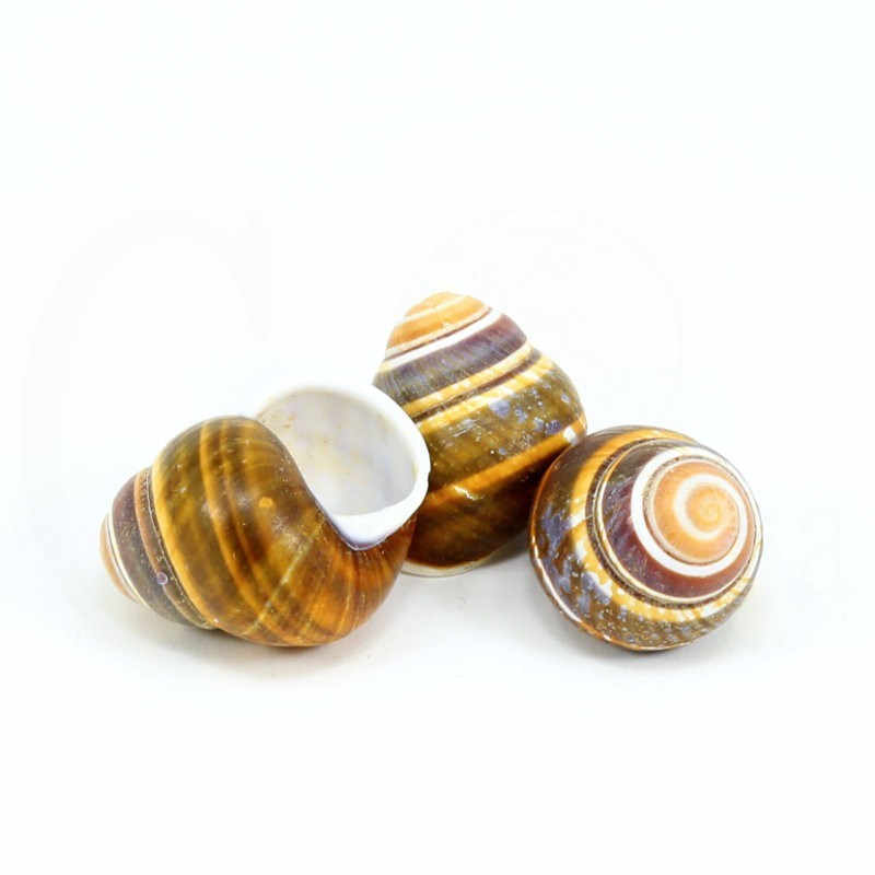 caracol coleccion helycostila