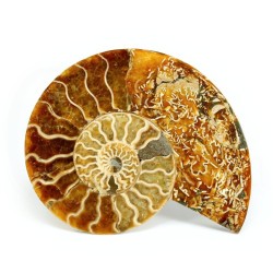 ammonites fosil seccion