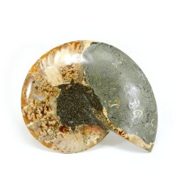 ammonites fosil seccion