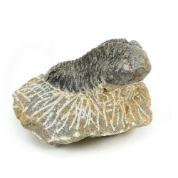 trilobites fosil